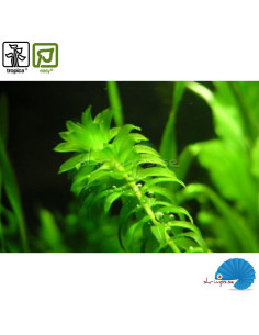 Egeria Densa ' waterweed' 2