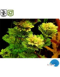 Limnophilia Sessilifora (Mini pot) 2
