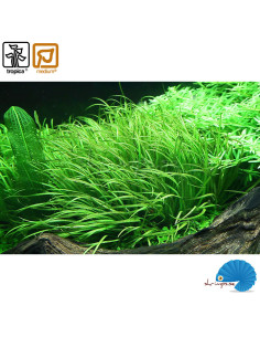 Blyxa japonica (1-2-Grow) 2