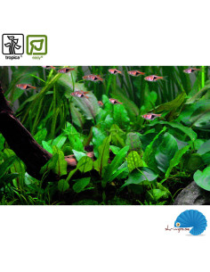 Cryptocoryne Wendtii 'Green' (1-2-Grow) 2