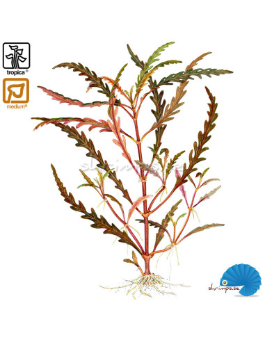Hygrophilia Pinnatifida (1-2-Grow)