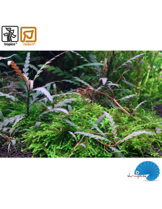 Hygrophilia Pinnatifida (1-2-Grow) 2