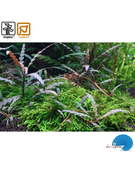 Hygrophilia Pinnatifida (1-2-Grow)