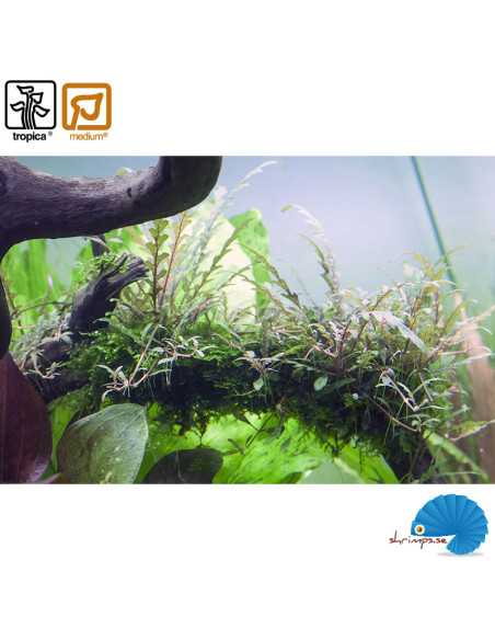 Hygrophilia Pinnatifida (1-2-Grow)