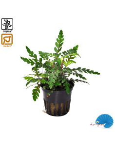 Hygrophila pinnatifida
