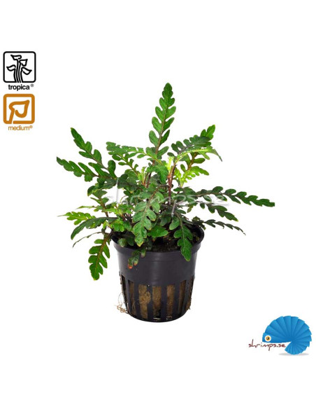 Hygrophila pinnatifida