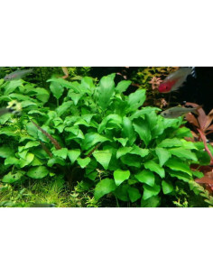 Schismatoglottis Prietoi (1-2-Grow) 2