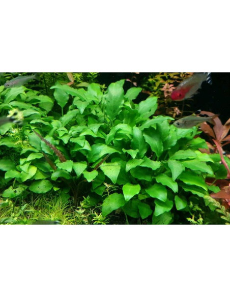 Schismatoglottis Prietoi (1-2-Grow)