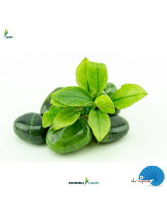 Anubias Nana 'Jade' 2