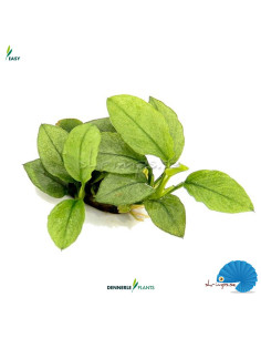 Anubias Nana 'Jade'