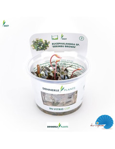 Bucephalandra spec. 'Serimbu Brown' (In-vitro) 2