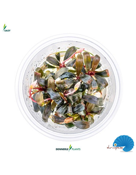 Bucephalandra spec. 'Serimbu Brown' (In-vitro)