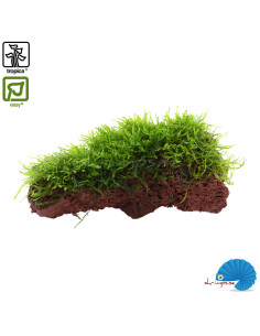 Taxiphyllum Barbeieri - Javamossa on lava rock 2