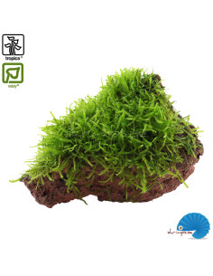 Taxiphyllum Barbeieri - Javamossa on lava rock
