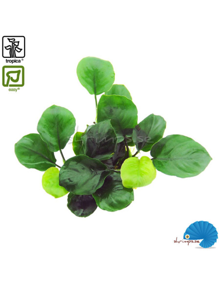 Anubias barteri 'Coin leaf'