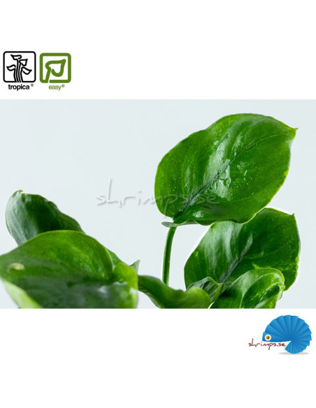Anubias barteri 'Coin leaf'