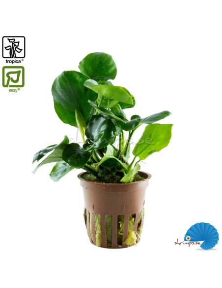 Anubias barteri 'Coin leaf'