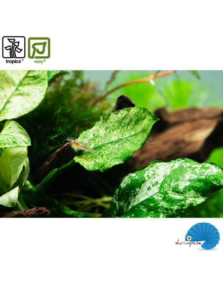 Anubias barteri var. nana 'Pinto'