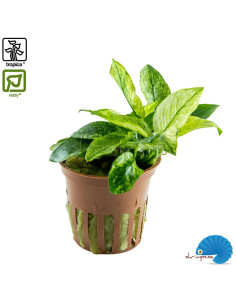 Anubias barteri var. nana 'Pinto'