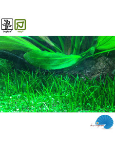 Littorella uniflora (1-2-Grow) 2