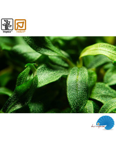 Bucephalandra sp. needle leaf - (1-2-Grow ) 2