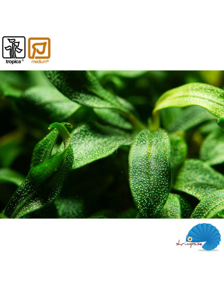 Bucephalandra sp. needle leaf - (1-2-grow)