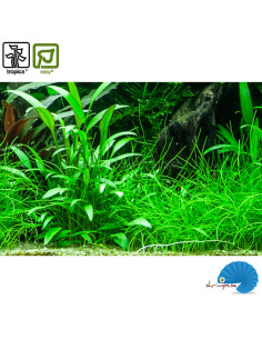 Cryptocoryne X Willisii 2