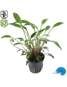 Cryptocoryne X Willisii