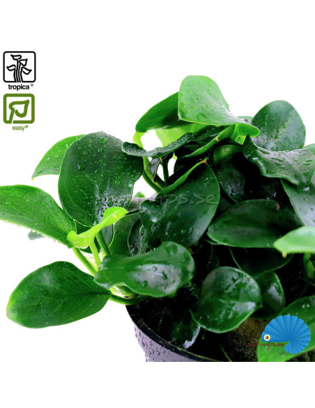 Anubias sp. ‘Petite’