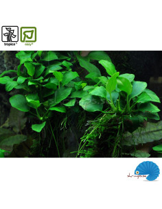 Anubias sp. ‘Petite’ 2