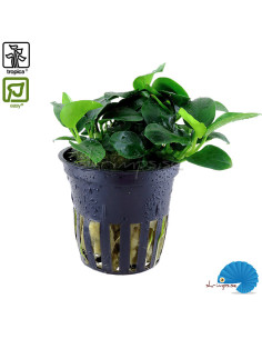 Anubias sp. ‘Petite’