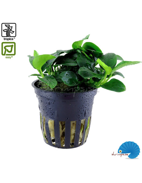 Anubias sp. ‘Petite’