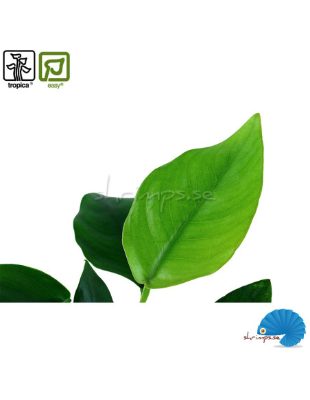 Anubias barteri var. nana