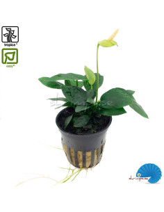 Anubias barteri var. nana