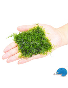 Stainless Moss wire mesh 2pcs 2