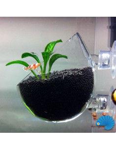 Glass flower pot 2