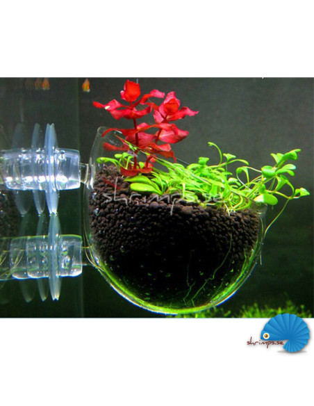 Glass flower pot