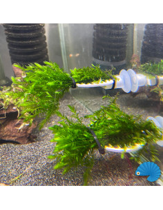 Moss ledge 5cm round 2
