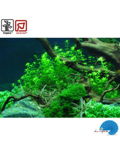 Hemianthus micranthemoides (1-2-Grow) - Pearlweed 2