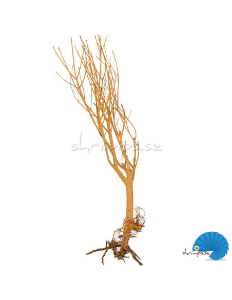 Tantora Branch Driftwood