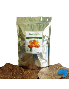 Tantora - Catappa Leaf  XL 50pcs