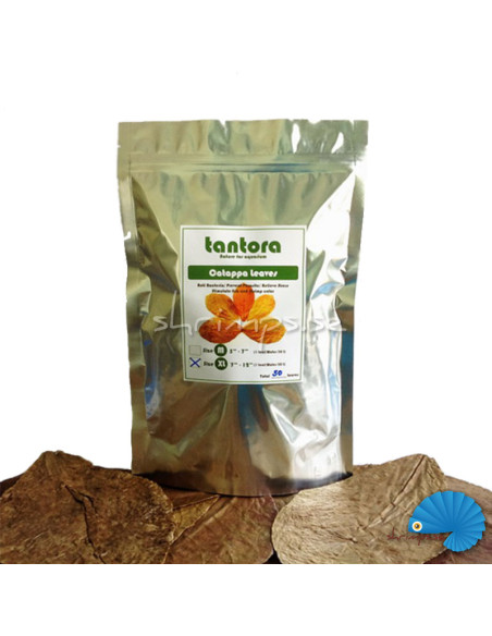 Tantora - Catappa Leaf  XL 50pcs