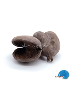 Badam Nut 8-12cm 'Heart cave'