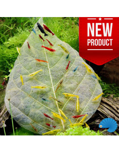Shrimp King - Dadap Leaves 10pcs 2