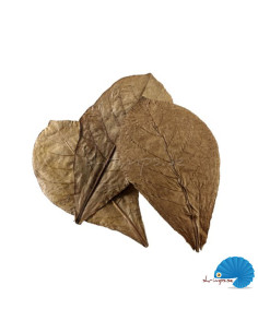 Hobby - Catappa leaf 12pcs