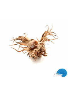 Turkish Hazel Husk (witch hazel)