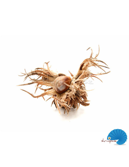 Turkish Hazel Husk (witch hazel)