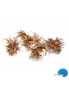 Turkish Hazel Husk (witch hazel) 2