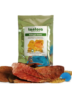 Tantora Catappa Leaf  M 10pcs