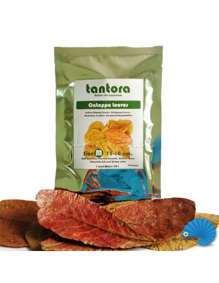 Tantora Catappa Leaf  M 10pcs